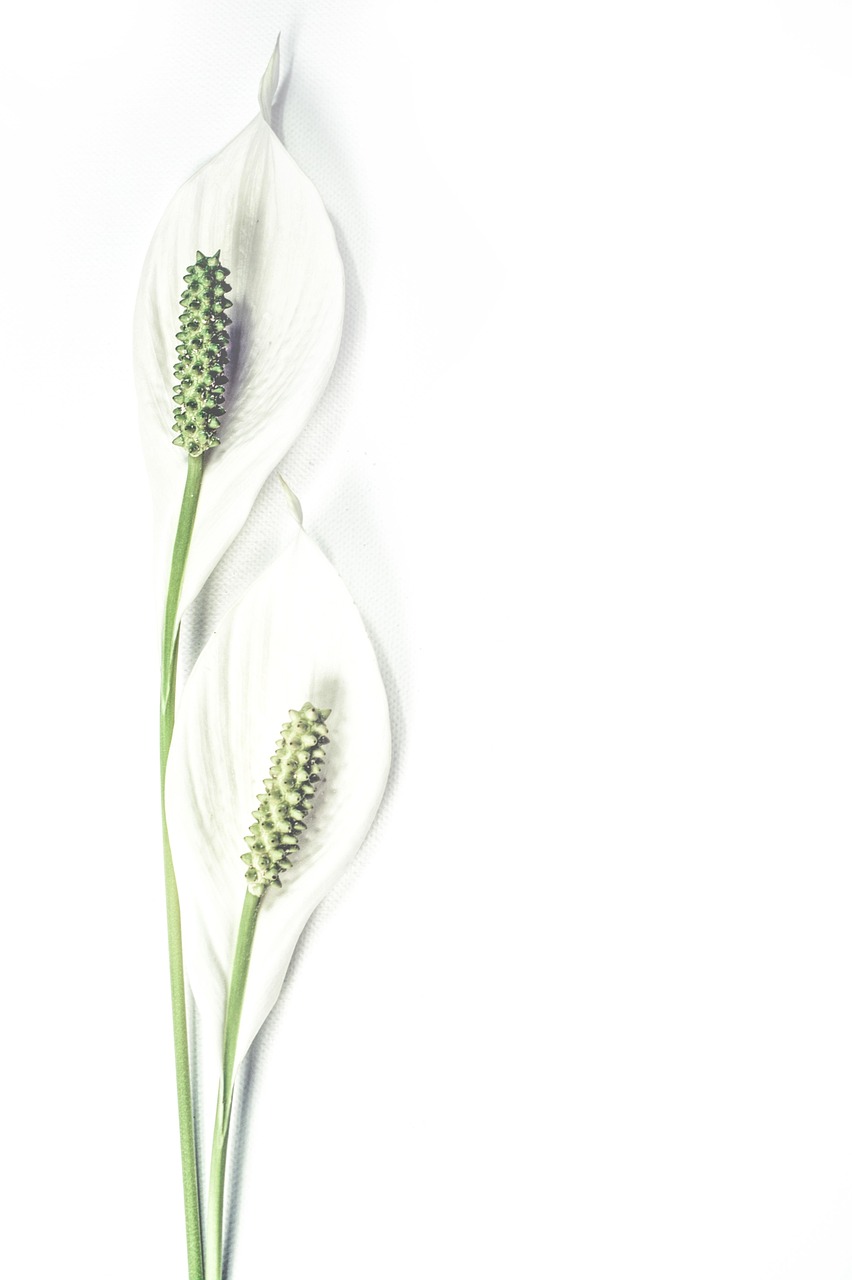 lilies, flowers, white, bloom, pair, blossom, flora, botanical, minimalistic, natural, flower wallpaper, beautiful flowers, flower background, nature, plants