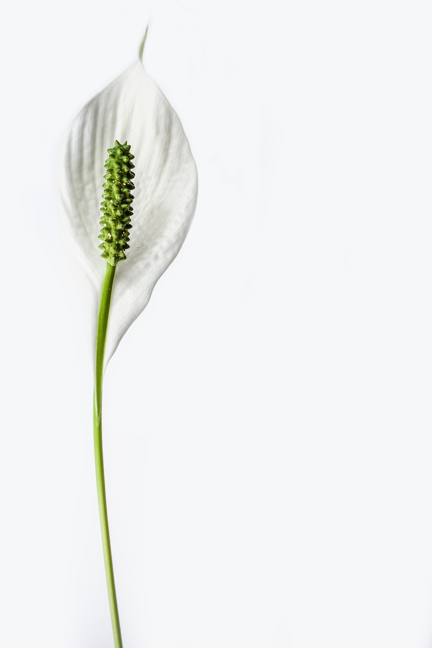 peace lily, flower, beautiful wallpaper, plant, lily, bloom, botany, isolated, single, spathiphyllum, white, elegant, flora, nature, floral background, harmony, elegance, beautiful flowers, natural, design, romantic, botanical, floral design, wedding, background, wedding flowers, flower wallpaper, clean, minimalistic, flower background, iphone wallpaper