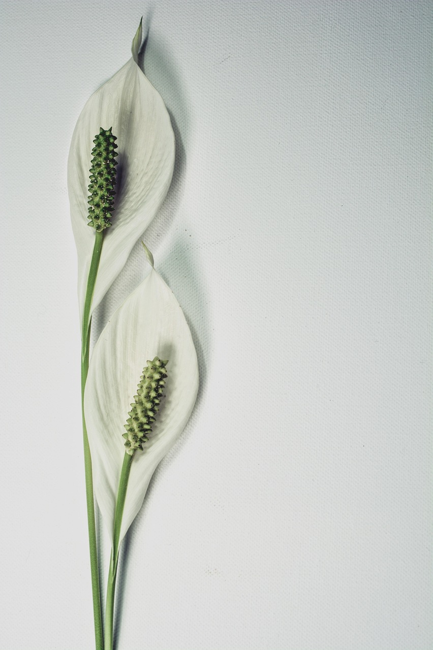 peace lily, flower, plant, lily, flower background, bloom, botany, isolated, beautiful flowers, single, spathiphyllum, elegant, flora, flower wallpaper, nature, harmony, elegance, natural, design, romantic, beautiful wallpaper, botanical, floral design, wedding, background, wedding flowers, clean, minimalistic, floral background, filtered, iphone wallpaper