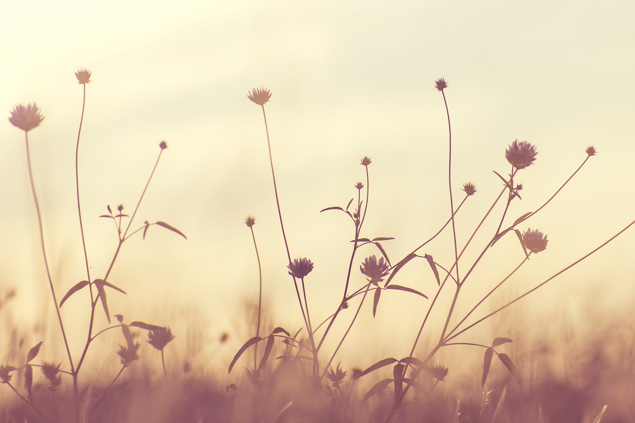 small flowers, meadow, field, beautiful flowers, wildflowers, bloom, blossom, flower wallpaper, flora, flowers, nature, flower background, plants, summer, sepia, nature wallpaper